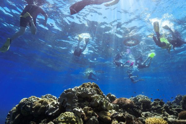Big Cat Green Island Reef Cruises Snorkelling Underwater