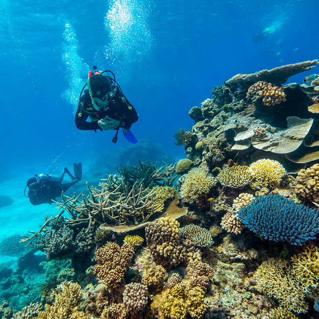 Big Cat Green Island Diving Adventures from Cairns
